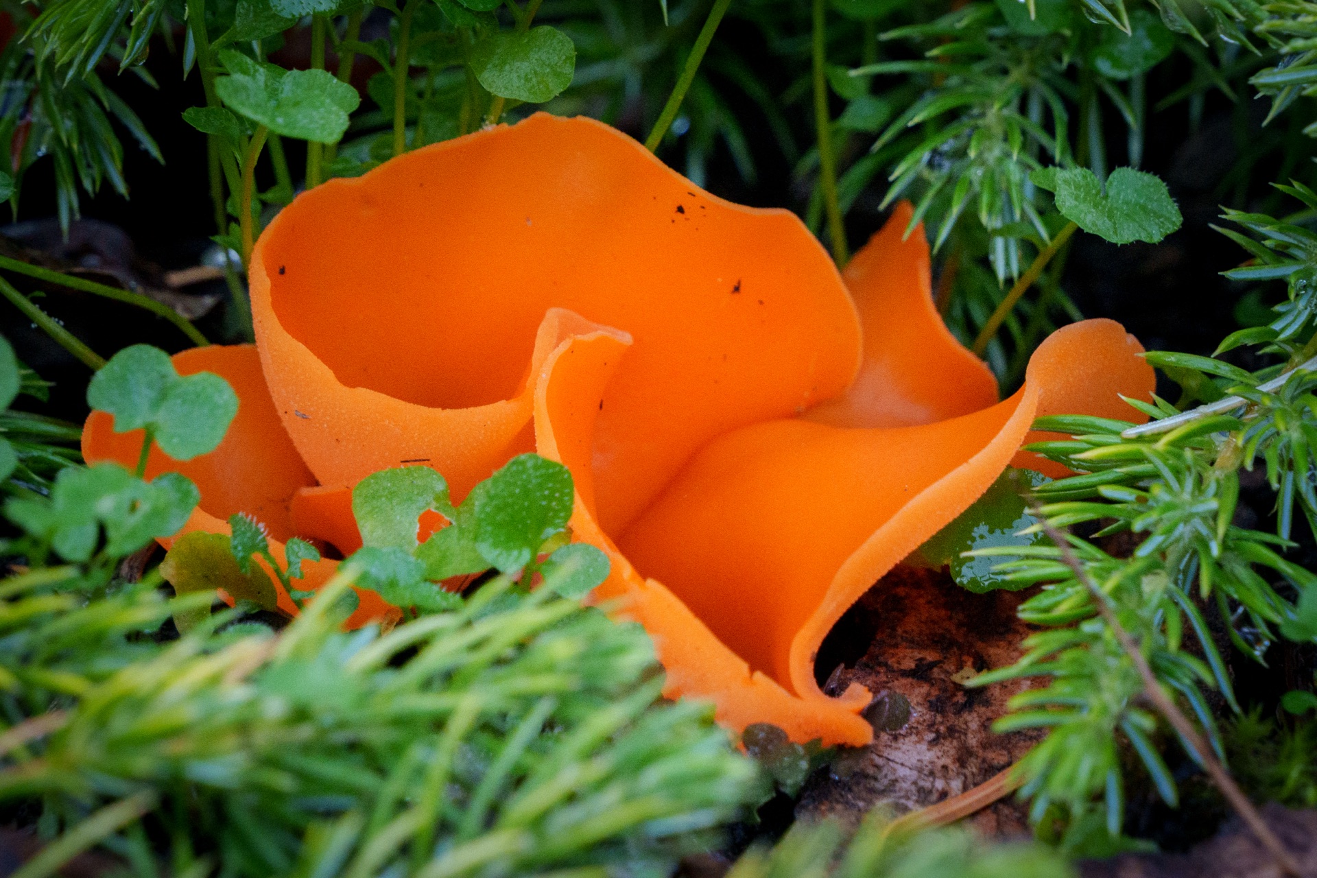 Vivid orange cup fungus among bright green moss